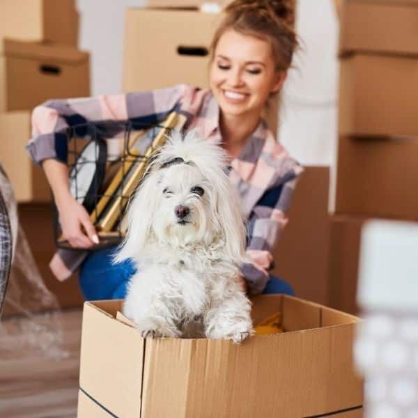 Homeowner packing moving boxes with a small dog